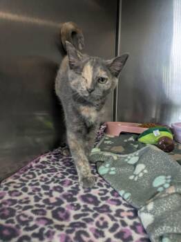 Wink -  Domestic Short Hair Cat for Adoption in Lock Haven, Pennsylvania - Wink | PetCurious