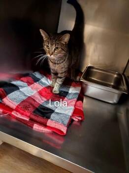 Lola -  Domestic Short Hair Cat for Adoption in Pine Grove, Pennsylvania - Lola | PetCurious