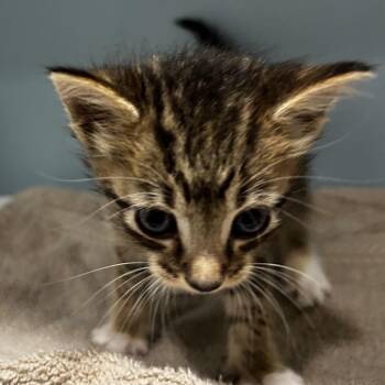 Sokka -  Domestic Short Hair Cat for Adoption in Chattanooga, Tennessee - Sokka | PetCurious