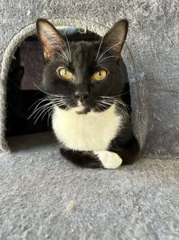 Domestic Short Hair Cats Available for Adoption - Limerick | PetCurious