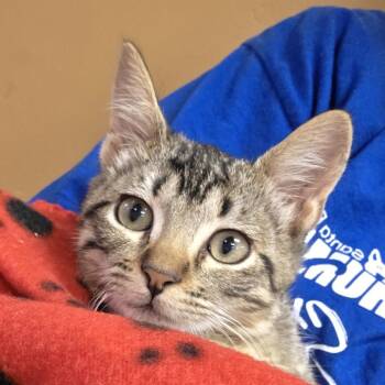 Boogie -  Domestic Short Hair Cat for Adoption in Goleta, California - Boogie | PetCurious