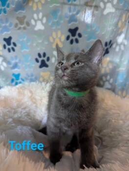 Rescue Domestic Short Hair Cats for Adoption in Atglen, Pennsylvania - Toffee | PetCurious