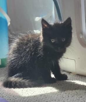 Serafina -  Domestic Long Hair Cat for Adoption - Serafina | PetCurious
