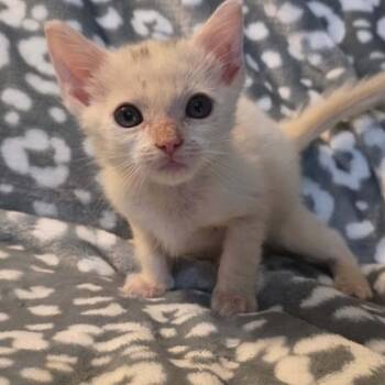Sasquatch -  Domestic Short Hair Cat for Adoption in South Elgin, Illinois - Sasquatch | PetCurious