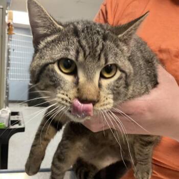 Domestic Short Hair Cats Available for Adoption - Trombone | PetCurious