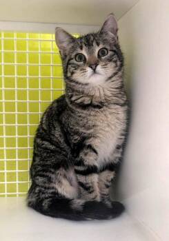 Domestic Short Hair Cats Available for Adoption in Ogden, Utah - Cami | PetCurious