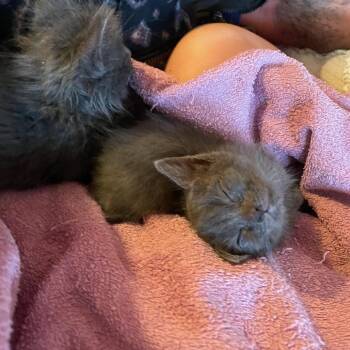 Rav -  Domestic Medium Hair Cat for Adoption in Durango, Colorado - Rav | PetCurious