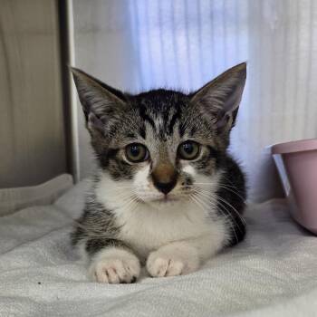 Hemlock -  Domestic Short Hair Cat Available for Adoption in Auburn, Alabama - Hemlock | PetCurious