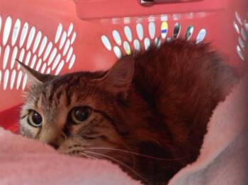 CASSIE -  Domestic Long Hair and Domestic Short Hair Cat Available for Adoption in Omaha, Nebraska - CASSIE | PetCurious