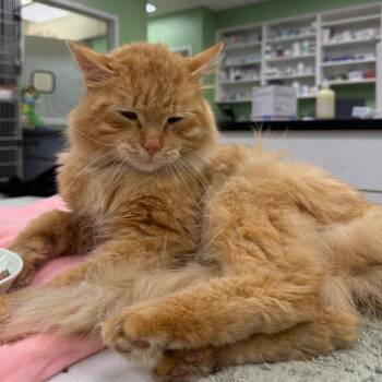 Kermit -  Domestic Long Hair Cat for Adoption in La Porte, Indiana - Kermit | PetCurious