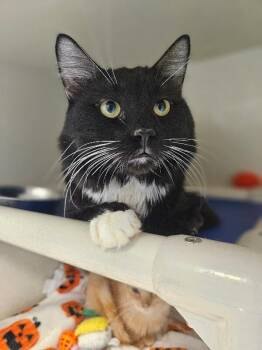 Domestic Medium Hair Cats Available for Adoption in Fort Collins, Colorado - Corral | PetCurious
