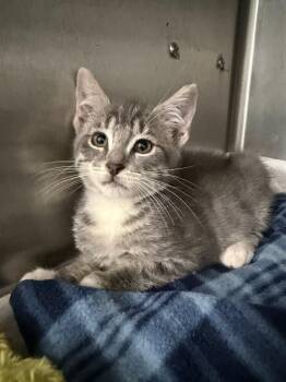 Dryer Sheet -  Domestic Short Hair Cat for Adoption in Emerald Isle, North Carolina - Dryer Sheet | PetCurious