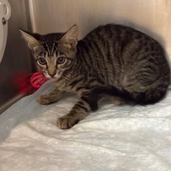Daphne -  Domestic Short Hair Cat for Adoption in West Palm Beach, Florida - Daphne | PetCurious