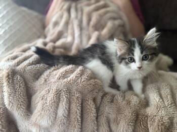 Rescue Domestic Long Hair Cats for Adoption in Gradyville, Kentucky - George | PetCurious