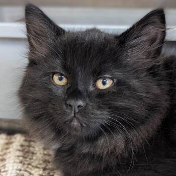 Tetris -  Domestic Medium Hair Cat for Adoption in Jefferson, Wisconsin - Tetris | PetCurious