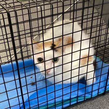 bonnie -  Domestic Short Hair Cat for Adoption in Montgomery, Alabama - Bonnie | PetCurious