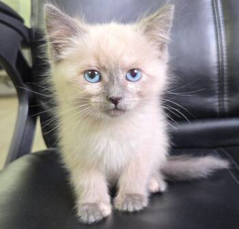 Siamese Cats Available for Adoption - Annie | PetCurious