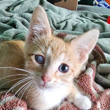 Mandarin -  Domestic Short Hair Cat for Adoption in Grinnell, Iowa - Mandarin | PetCurious