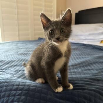 Achilles -  Domestic Short Hair Cat for Adoption in Westminster, California - Achilles | PetCurious