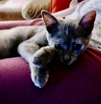 Rescue Domestic Short Hair Cats for Adoption in Ardsley, New York - Tippy | PetCurious