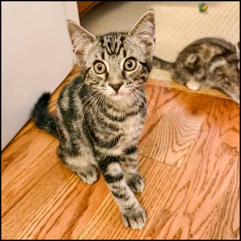Thrag -  Domestic Short Hair and Tabby Cat for Adoption in Roswell, Georgia - Thrag | PetCurious