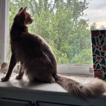 Kiki Dee -  Domestic Short Hair Cat for Adoption in Philadelphia, Pennsylvania - Kiki Dee | PetCurious