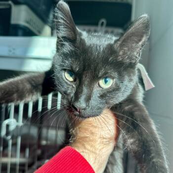 Rescue Domestic Short Hair Cats for Adoption in Matteson, Illinois - Van | PetCurious