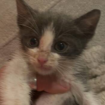 Guacamole -  Domestic Short Hair Cat for Adoption in Garfield, Arkansas - Guacamole | PetCurious