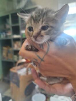 Niblet -  Domestic Short Hair Cat for Adoption in Winfield, Kansas - Niblet | PetCurious