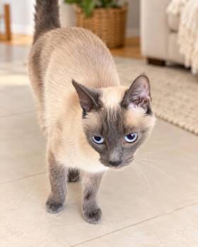 Winsley Marie -  Siamese Cat for Adoption in Chicago, Illinois - Winsley Marie | PetCurious
