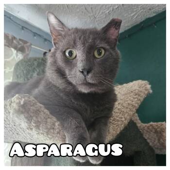 Rescue Domestic Short Hair Cats for Adoption in Glen Burnie, Maryland - Asparagus | PetCurious