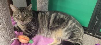 Calico Cats Available for Adoption in Cleveland, Ohio - Sydney & Skittles  | PetCurious