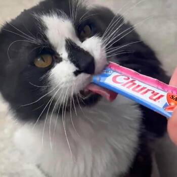 Oreo -  Domestic Long Hair Cat for Adoption in Grantsville, Utah - Oreo | PetCurious