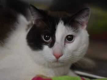 Cake -  Snowshoe Cat for Adoption in Portland, Oregon - Cake | PetCurious
