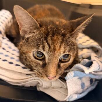 Shelly -  Domestic Short Hair Cat for Adoption in Philadelphia, Pennsylvania - Shelly | PetCurious