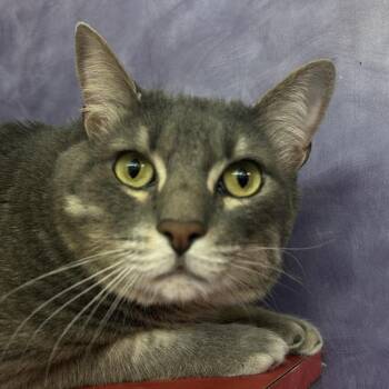 Domestic Short Hair Cats Available for Adoption in Austin, Texas - Basalt | PetCurious