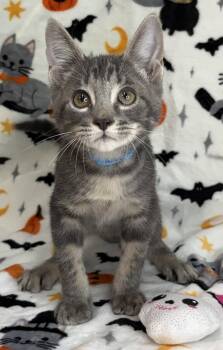 261439  Cool Whip -  Domestic Short Hair Cat for Adoption in Wetumpka, Alabama - 261439  Cool Whip | PetCurious