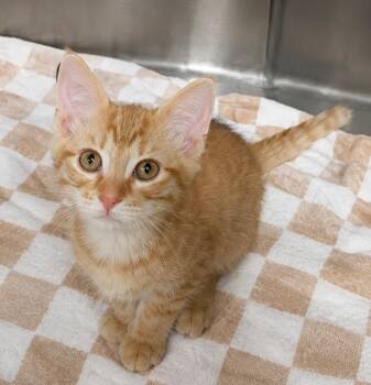 Randy -  Domestic Short Hair Cat for Adoption in Columbia, Tennessee - Randy | PetCurious
