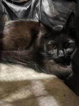 Buster Rhymes -  Domestic Short Hair Cat for Adoption in Cincinnati, Ohio - Buster Rhymes | PetCurious