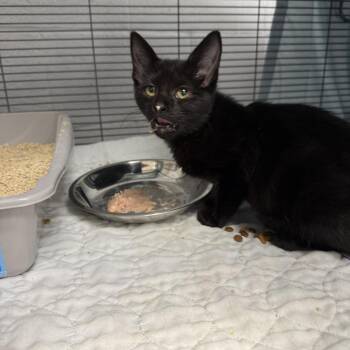 Domestic Short Hair Cats Available for Adoption in East St. Louis, Illinois - Pippa-C | PetCurious