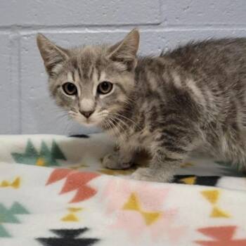 Cascade -  Domestic Short Hair Cat for Adoption in Cabot, Arkansas - Cascade | PetCurious