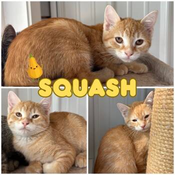 Rescue Domestic Short Hair Cats for Adoption in Pierceton, Indiana - Squash - SR2 | PetCurious