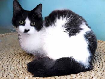 Domestic Medium Hair Cats Available for Adoption - WALLY | PetCurious