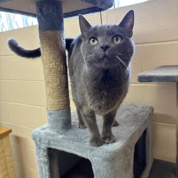 Tippy -  Domestic Short Hair Cat for Adoption in Washington, Utah - Tippy | PetCurious
