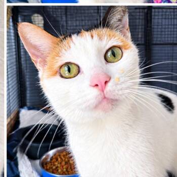 Maine -  Domestic Short Hair Cat for Adoption in Birmingham, Alabama - Maine | PetCurious