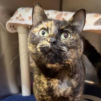 Domestic Short Hair Cats Available for Adoption - Milkshake | PetCurious