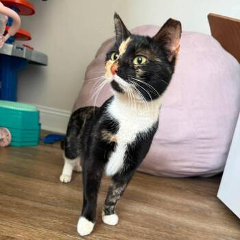 Domestic Short Hair Cats Available for Adoption in Raeford, North Carolina - Chamomile  | PetCurious