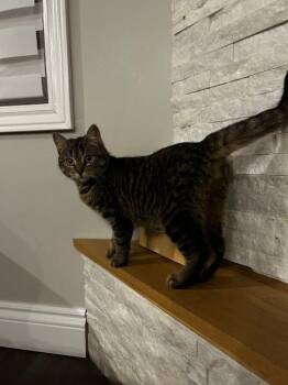 Domestic Short Hair Cats Available for Adoption in Arthur, Ontario - Kibble | PetCurious