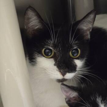 Dairy -  Domestic Short Hair Cat for Adoption in Concord, North Carolina - Dairy | PetCurious