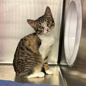 Rescue Domestic Short Hair Cats for Adoption in Los Angeles, California - Kinzie | PetCurious